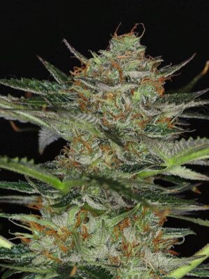 dream-sherbet-auto-flower.jpg Dream Sherbet - Kannabia feminisiert 3er Pack