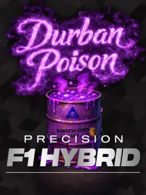Durban poison barneys farm