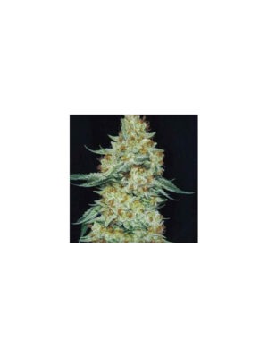 Early Lemon Berry RBX – Ethos feminisiert 5er Pack Cannabis Samen