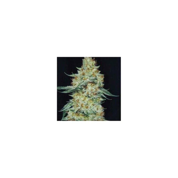 early-lemon-berry-rbx-ethos.jpg Early Lemon Berry RBX – Ethos feminisiert 5er Pack Cannabis Samen