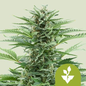 Easy Bud Auto - Royal Queen Seeds feminisiert 3er Pack