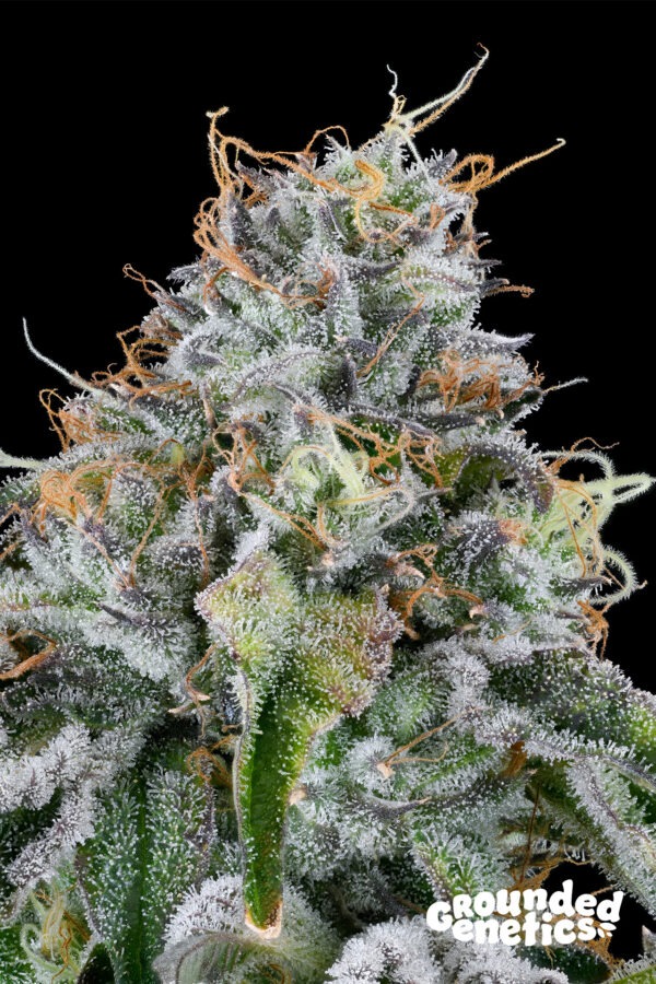 Easy Money – Grounded Genetics feminisiert 7er Pack