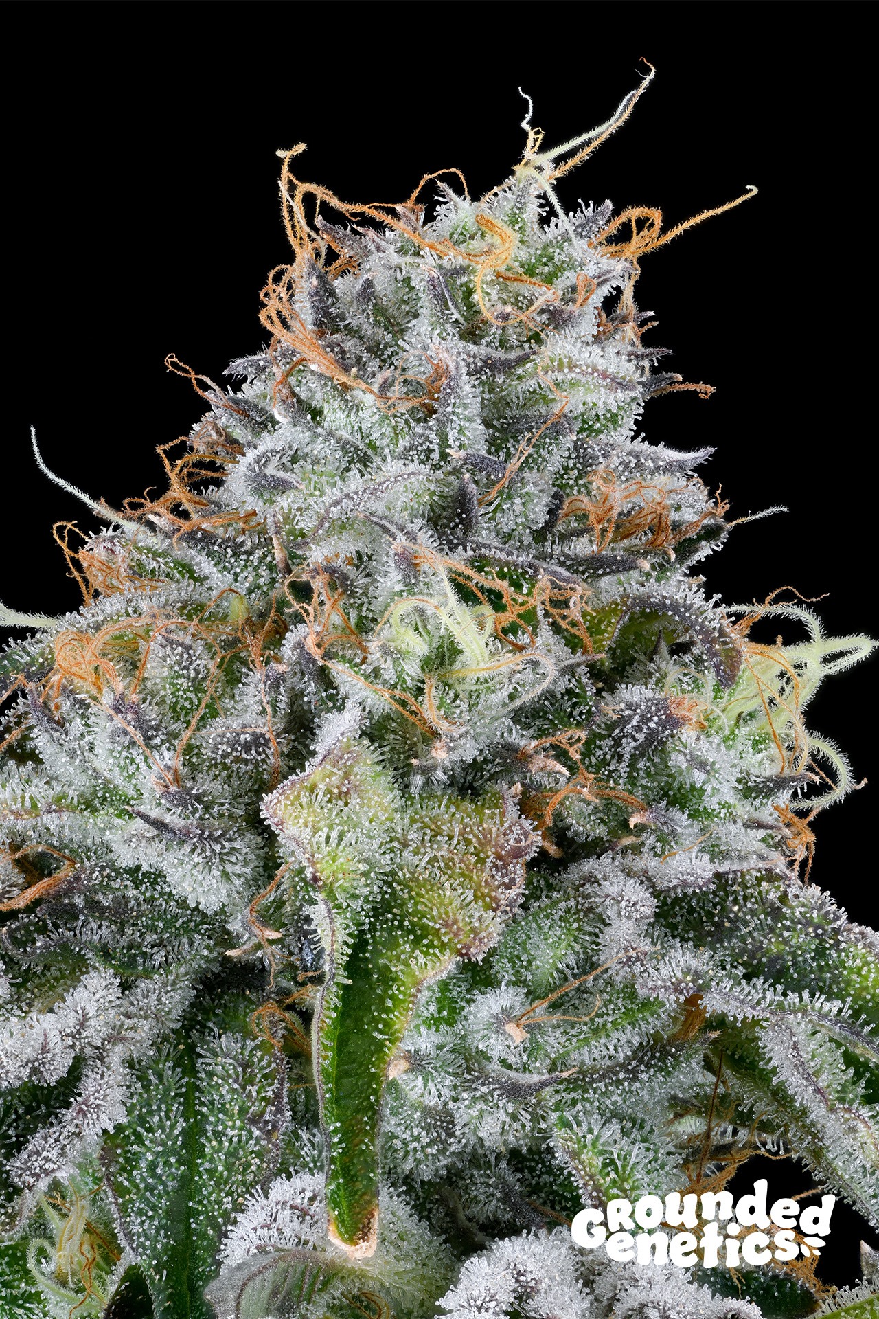 Easy Money – Grounded Genetics feminisiert 7er Pack