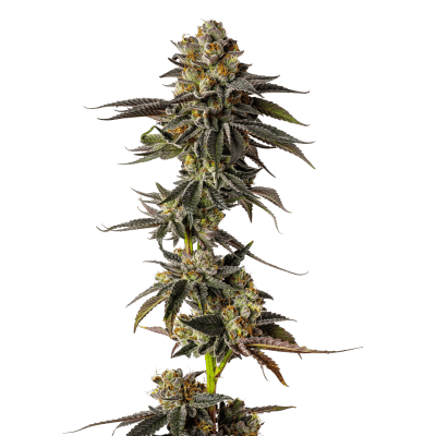 Toad Poison Auto – Growers Choice feminisiert 3er Pack Cannabis Samen
