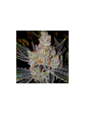 10th Planet R1 – Ethos feminisiert 5er Pack Cannabis Samen