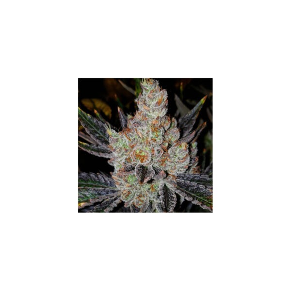 ethos-10th-planet-r1-fem-5st-1.jpg 10th Planet R1 – Ethos feminisiert 5er Pack Cannabis Samen