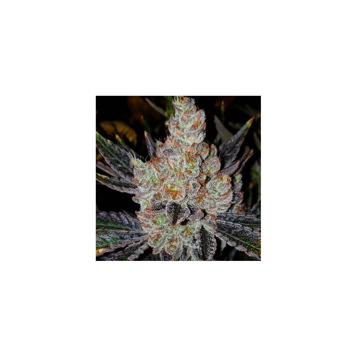 10th Planet R1 - Ethos feminisiert 5er Pack