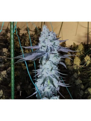 Grape Balls of Fire RBX – Ethos feminisiert 5er Pack Cannabis Samen