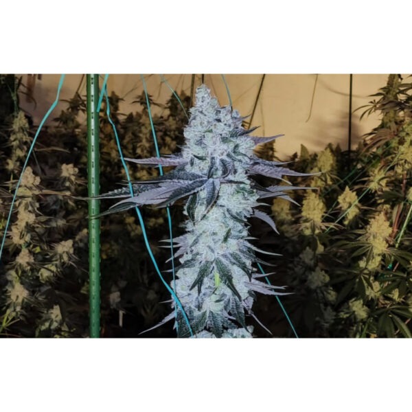 Grape Balls of Fire RBX – Ethos feminisiert 5er Pack Cannabis Samen