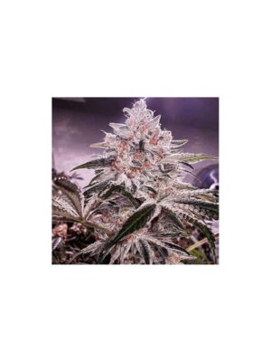 Apex R1 – Ethos feminisiert 5er Pack Cannabis Samen