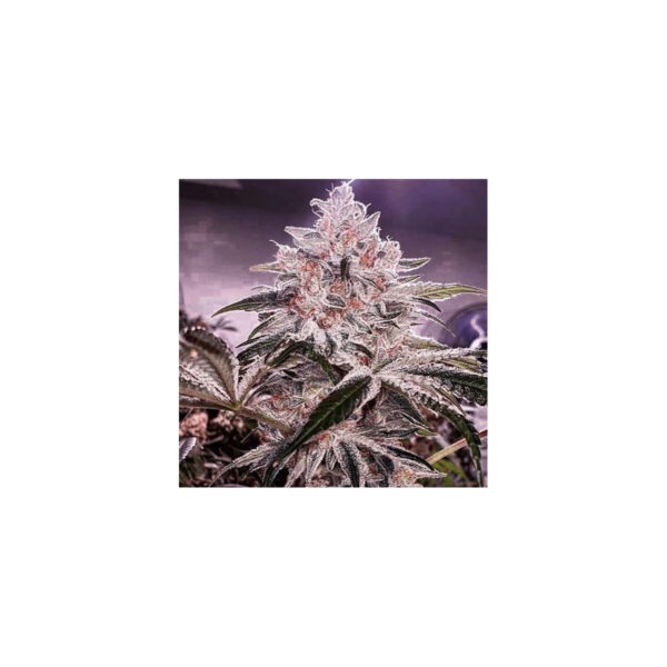 Apex R1 – Ethos feminisiert 5er Pack Cannabis Samen