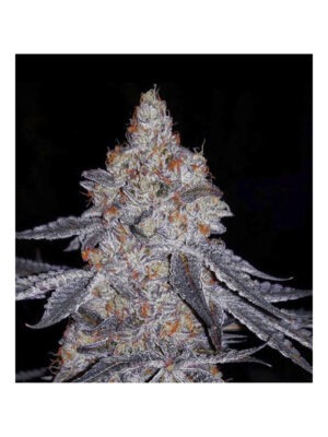 Banana Daddy R1 – Ethos feminisiert 5er Pack Cannabis Samen