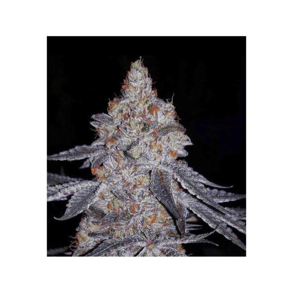 Banana Daddy R1 – Ethos feminisiert 5er Pack Cannabis Samen
