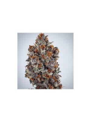 Purple Sunset RBX2 – Ethos feminisiert 5er Pack Cannabis Samen