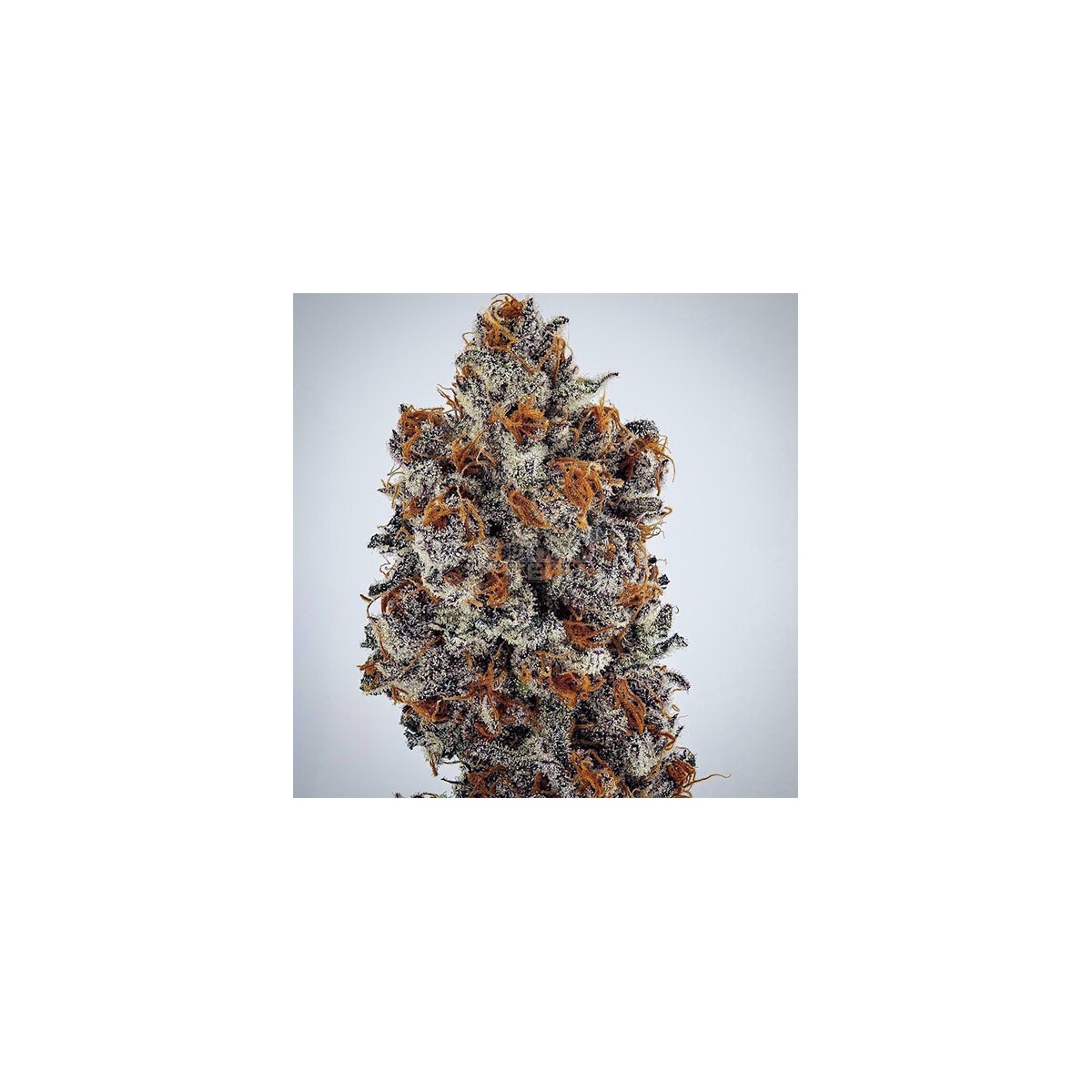 Purple Sunset RBX2 - Ethos feminisiert 5er Pack