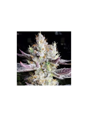 BooBerry Cookies RBX – Ethos feminisiert 5er Pack Cannabis Samen