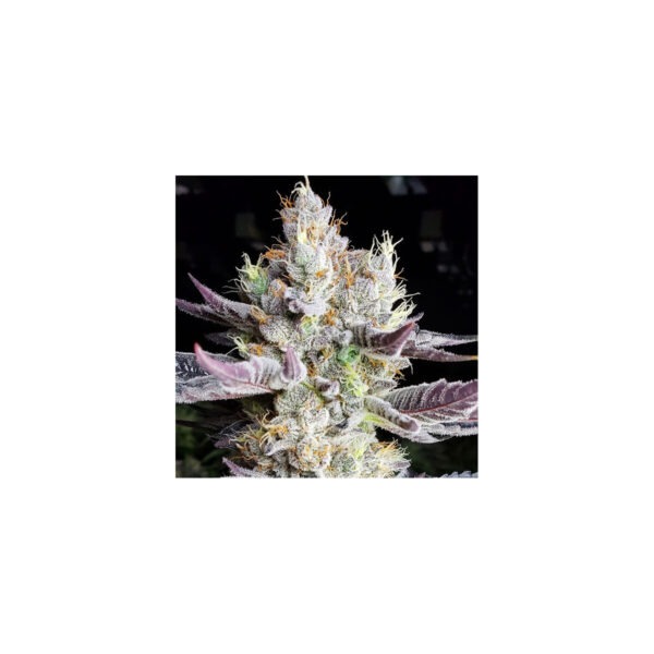 BooBerry Cookies RBX – Ethos feminisiert 5er Pack Cannabis Samen