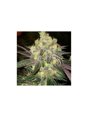 Candy Store RBX – Ethos feminisiert 5er Pack Cannabis Samen
