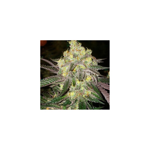 ethos-candy-store-rbx-fem-5st.jpg Candy Store RBX – Ethos feminisiert 5er Pack Cannabis Samen
