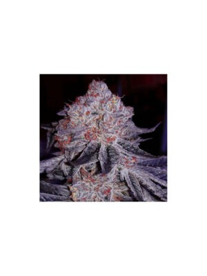 Wrank S1 – Ethos feminisiert 5er Pack Cannabis Samen