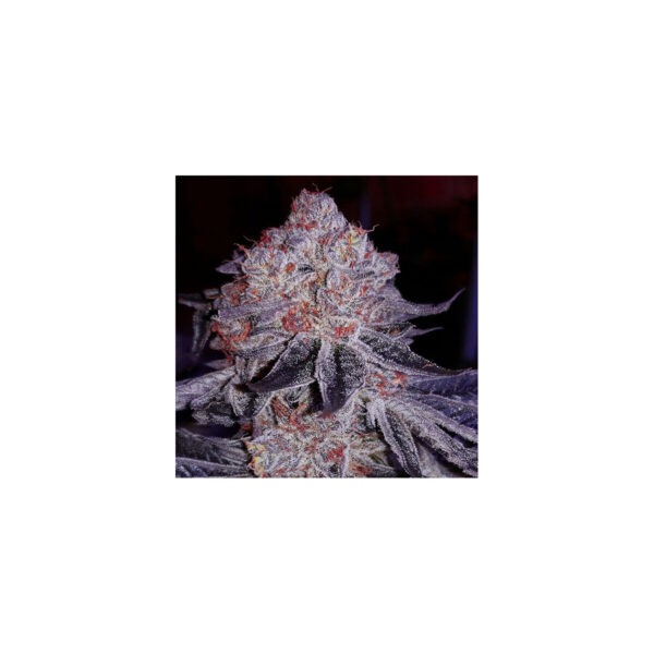 Wrank S1 - Ethos feminisiert 5er Pack