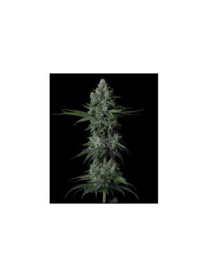 Mandarin Cookies V2 – Ethos feminisiert 5er Pack Cannabis Samen