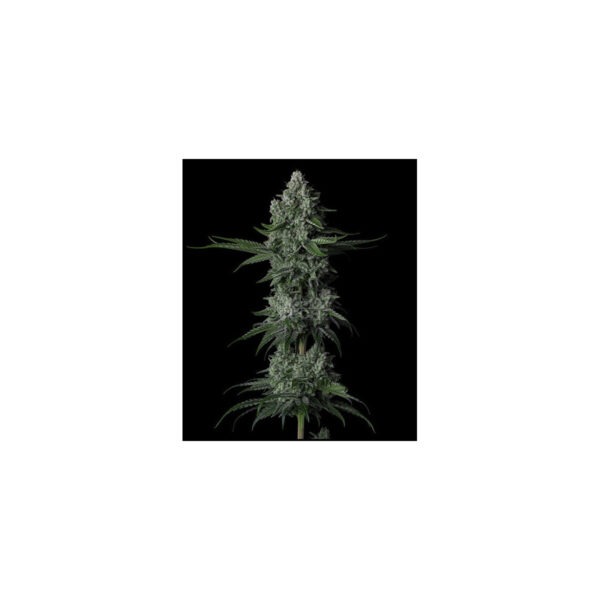 Mandarin Cookies V2 – Ethos feminisiert 5er Pack Cannabis Samen