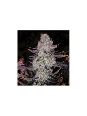 Cherry Gar-See-Ya R1 – Ethos feminisiert 5er Pack Cannabis Samen