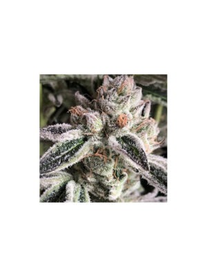Cookies R2 – Ethos feminisiert 5er Pack Cannabis Samen