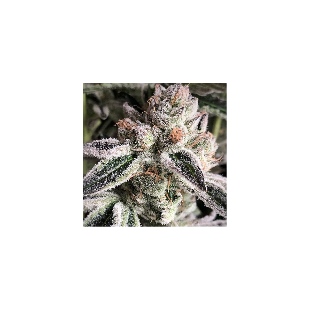 Cookies R2 - Ethos feminisiert 5er Pack