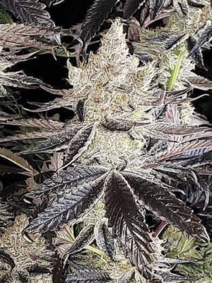 Crescendo RBX1 – Ethos feminisiert 5er Pack Cannabis Samen