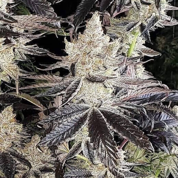 ethos-crescendo-rbx1-fem-5st.jpg Crescendo RBX1 – Ethos feminisiert 5er Pack Cannabis Samen