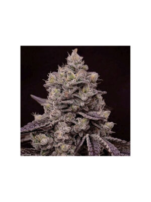 Dip N Stax RBX1 – Ethos feminisiert 5er Pack Cannabis Samen