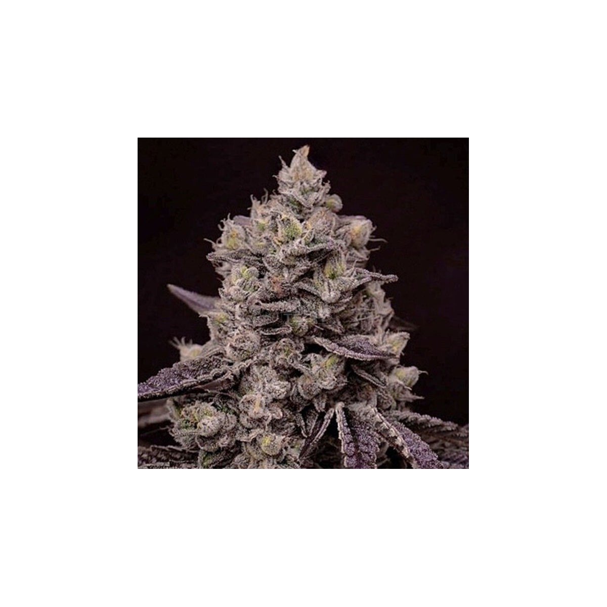 Dip N Stax RBX1 - Ethos feminisiert 5er Pack