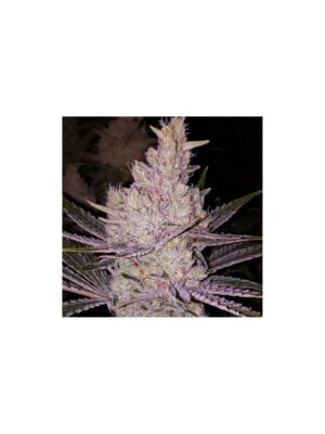 Fanta Sea RBX – Ethos feminisiert 5er Pack Cannabis Samen