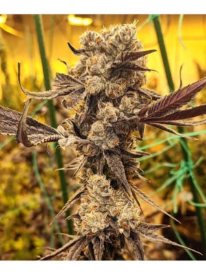Crescendo Multi Pack – Ethos 6er Pack Cannabis Samen