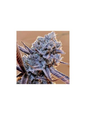 Grandpa's Stash R2 – Ethos feminisiert 5er Pack Cannabis Samen