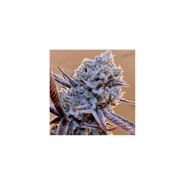 Grandpa's Stash R2 – Ethos feminisiert 5er Pack Cannabis Samen