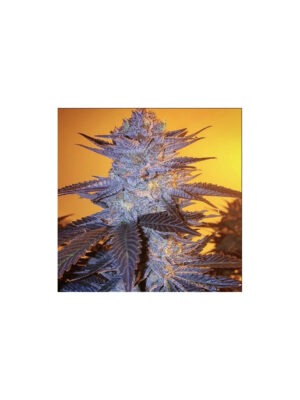 EcoSeal Pro Vakuumierer Cannabis Samen