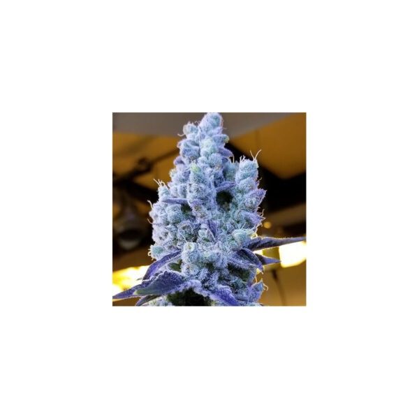 Grape Diamonds R2 – Ethos feminisiert 5er Pack Cannabis Samen