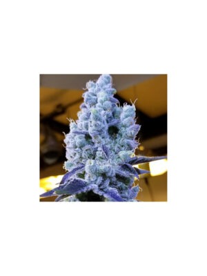 MC Nuggets R1 – Ethos feminisiert 5er Pack Cannabis Samen