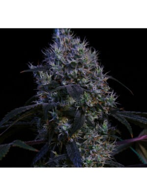 Hubey Bio Rooting Gel 70 ml Cannabis Samen