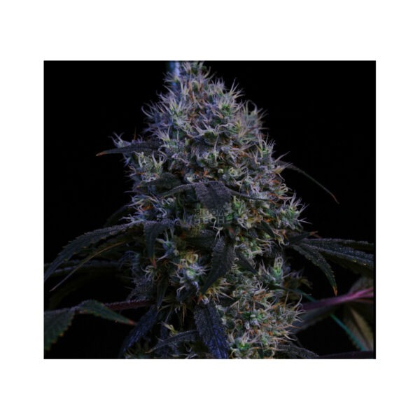 Hubey Bio Rooting Gel 70 ml Cannabis Samen
