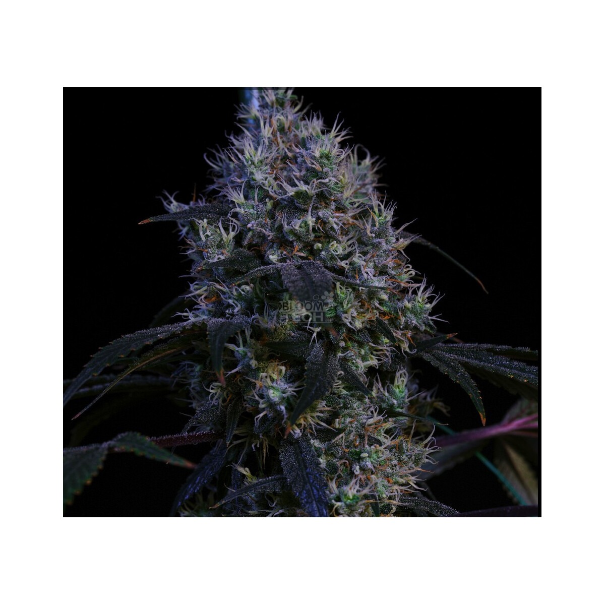Hubey Bio Rooting Gel 70 ml