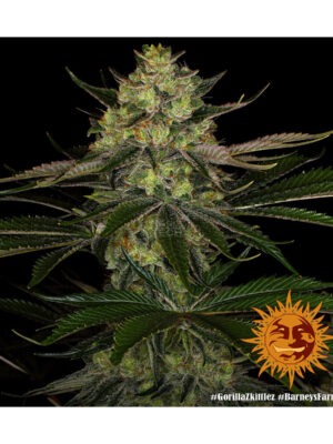ethos-lilac-diesel-rbx2-auto-fem-3st.jpg Super Lemon Haze - Bloom Bulk Seeds feminisiert 10er Pack