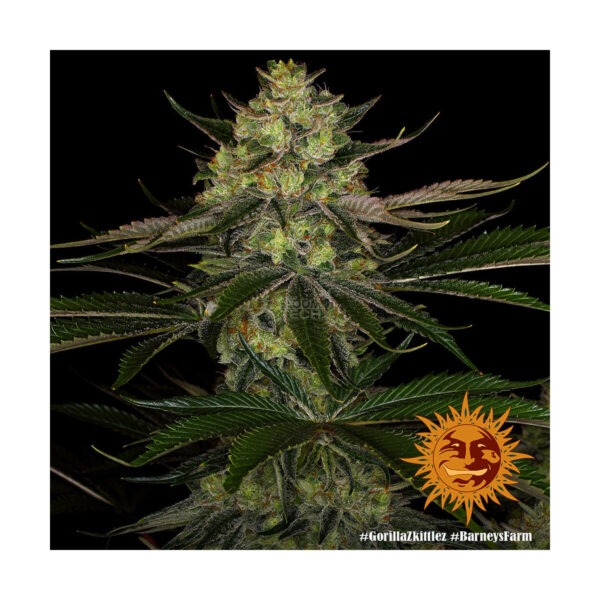 Super Lemon Haze – Bloom Bulk Seeds feminisiert 10er Pack Cannabis Samen