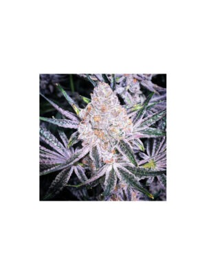 All the Sauces R1 – Ethos feminisiert 5er Pack Cannabis Samen