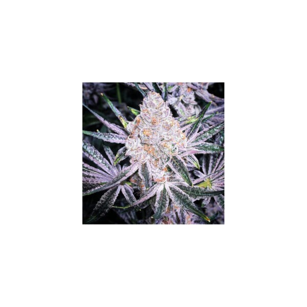 All the Sauces R1 – Ethos feminisiert 5er Pack Cannabis Samen