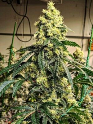 Cherry Pie OG S1 – Ethos feminisiert 5er Pack Cannabis Samen