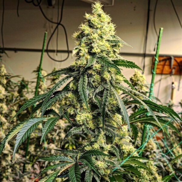 Cherry Pie OG S1 – Ethos feminisiert 5er Pack Cannabis Samen